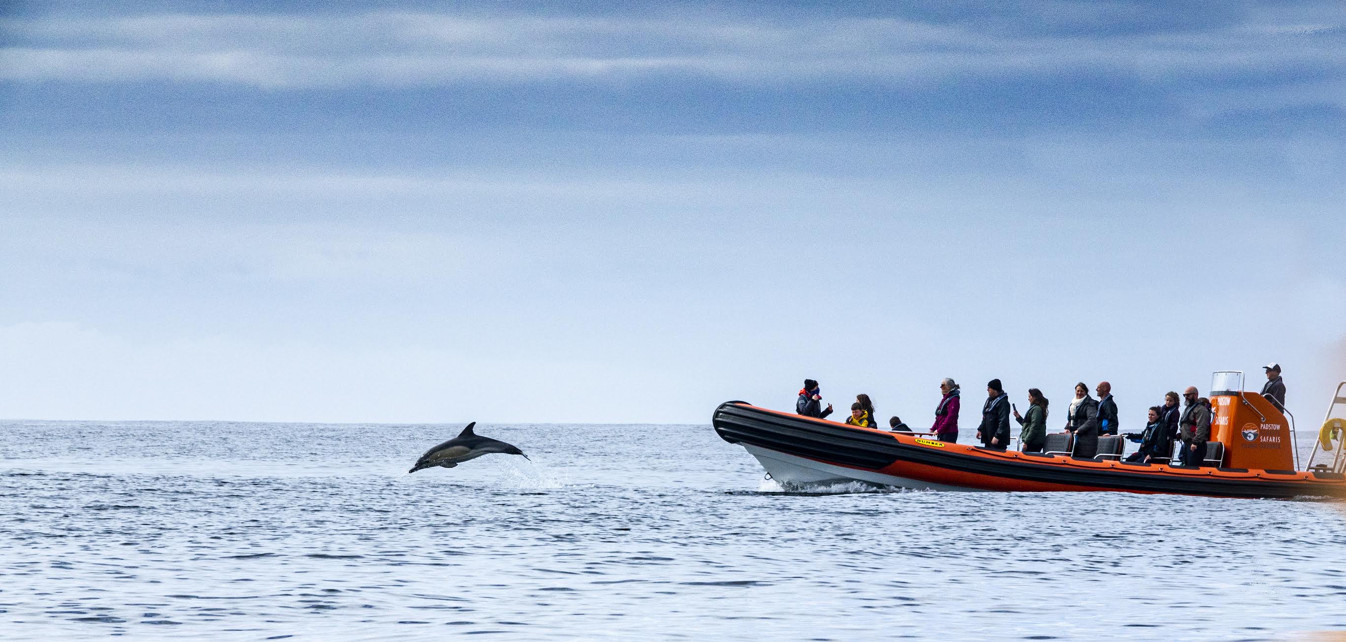 Padstow Sealife Safaris